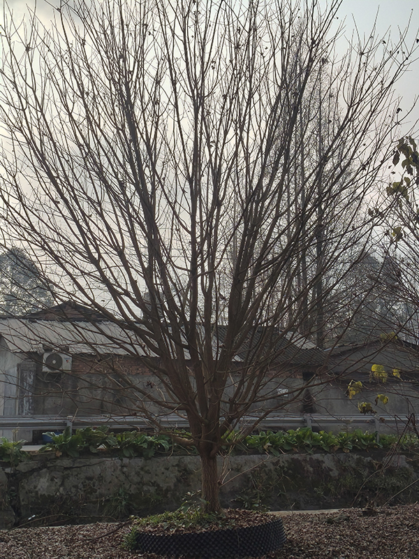 15公分矮分枝元宝枫